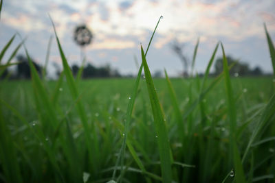 Close-up of wet grass on field against sky