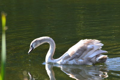 Swan swimming in lake