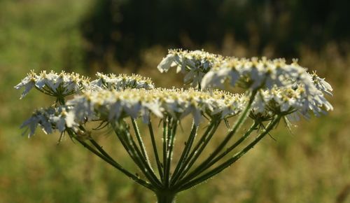Close-up of insect on plant
