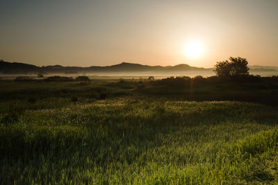 Scenic view of field against sky during sunset