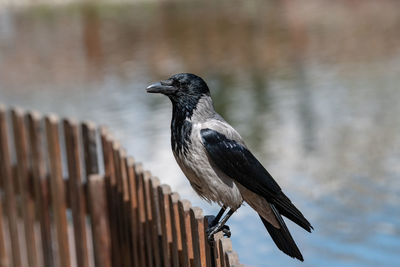 Close-up of bird perching on railing