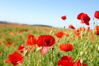 Close-up of red poppy flowers in field