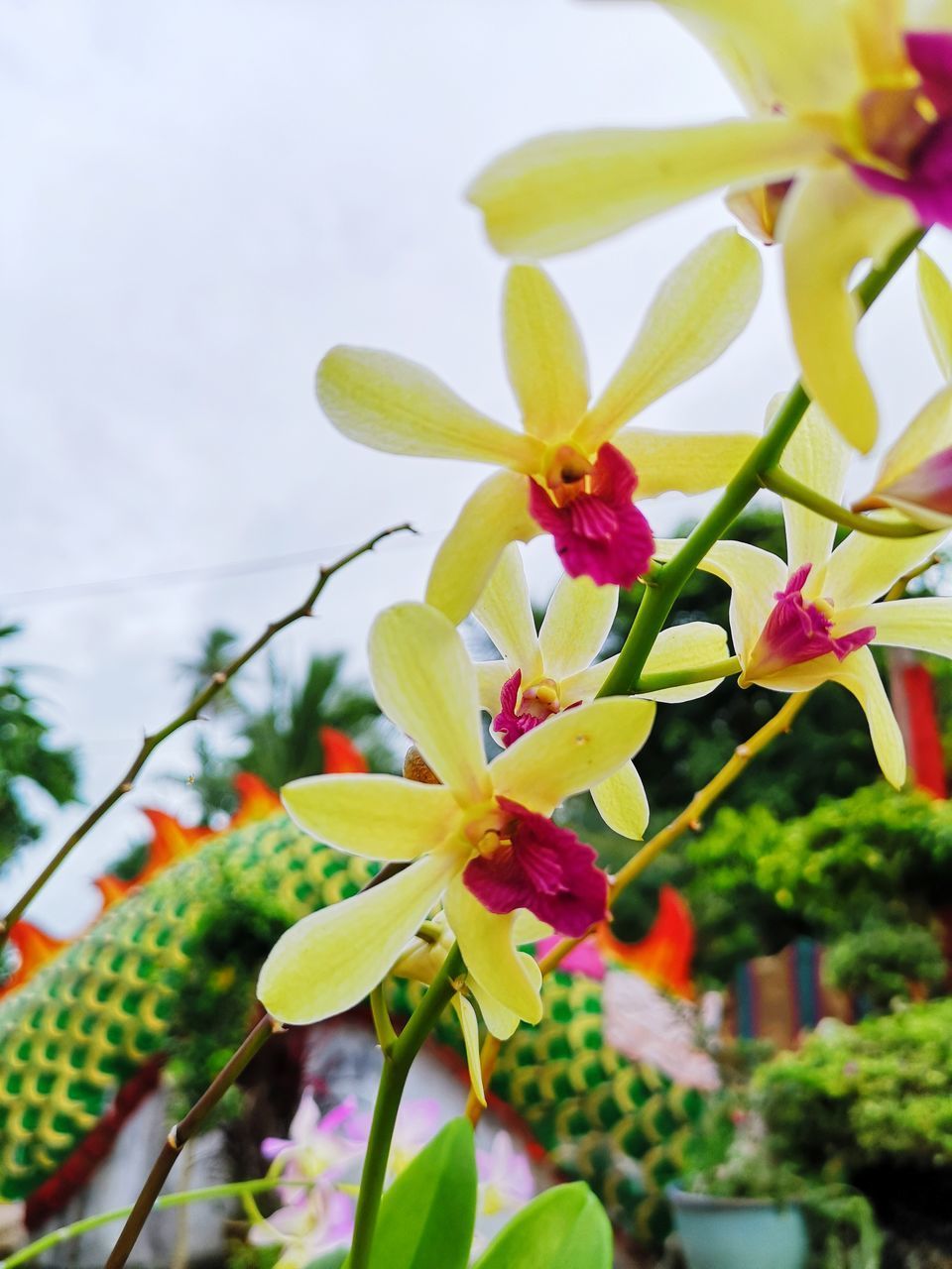 CLOSE-UP OF YELLOW FLOWER