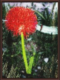 Red flowers growing on field