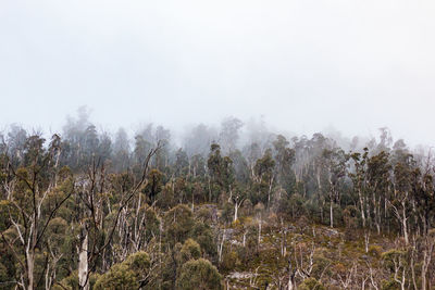 Trees on landscape against sky