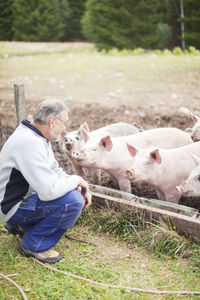 Senior farmer looking at pigs