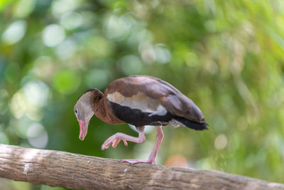 Close-up of bird perching outdoors