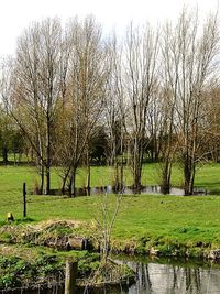 Scenic view of grass and trees against sky