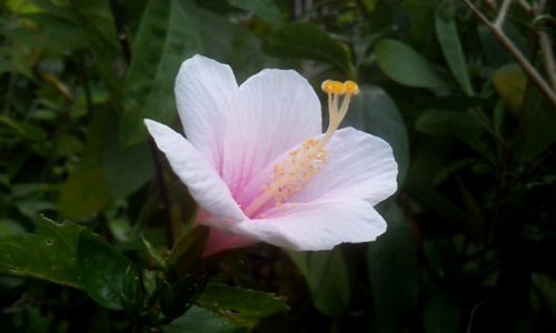 Close-up of flower