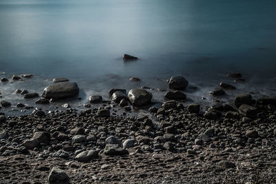 View of birds on beach