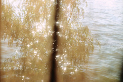 High angle view of trees by lake