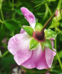 Close-up of pink flowers