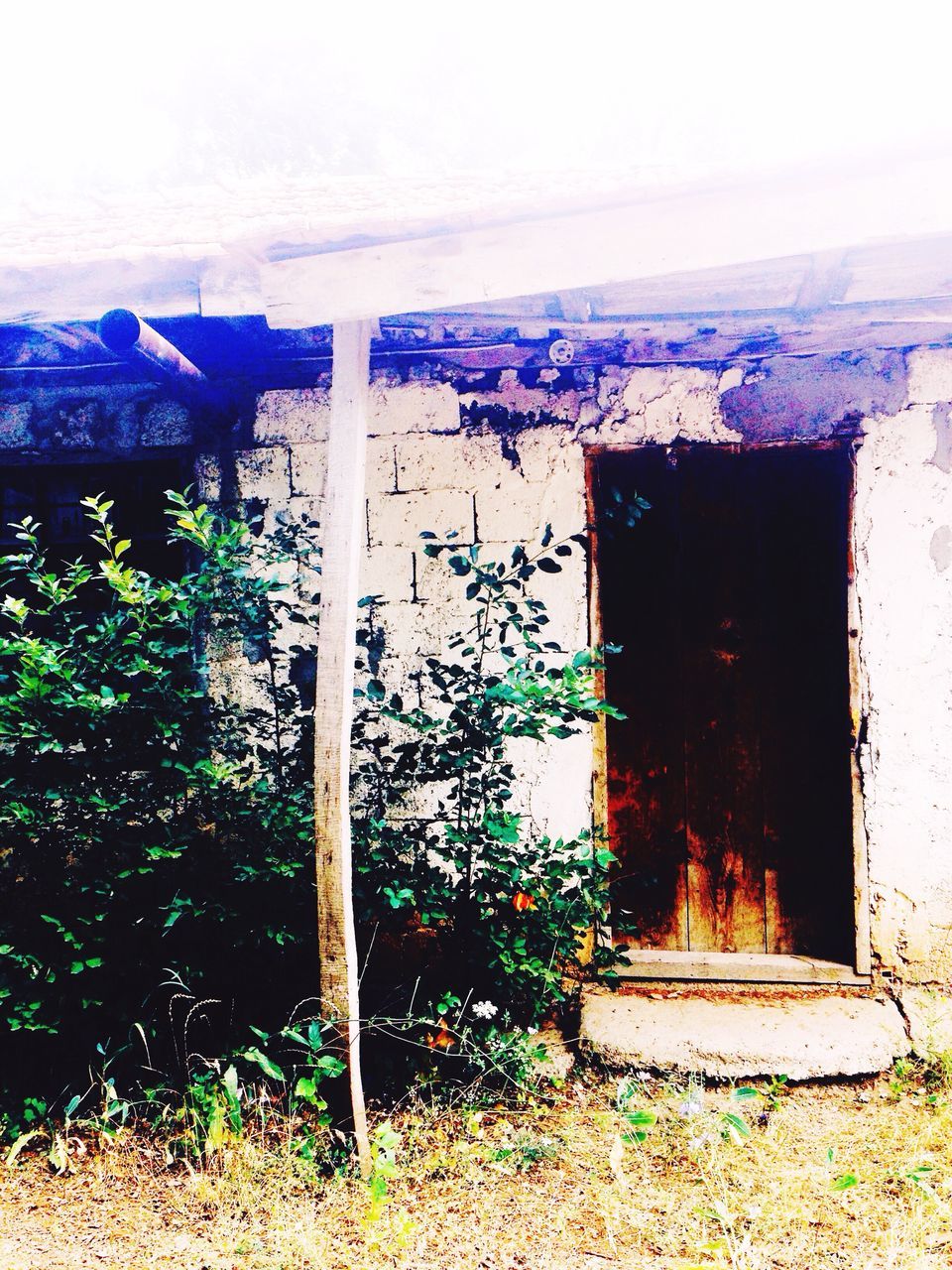 architecture, built structure, building exterior, house, wall - building feature, abandoned, window, plant, old, damaged, wall, growth, day, door, weathered, closed, residential structure, tree, no people, obsolete