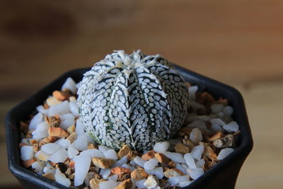 High angle view of cactus on table