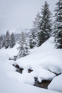 Snow covered land and trees against sky