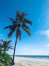 Palm tree by sea against sky