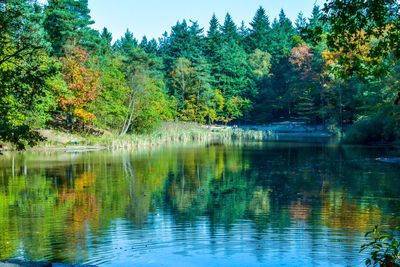 Scenic view of lake in forest during autumn