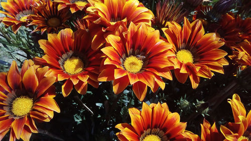 Close-up of orange flowering plants