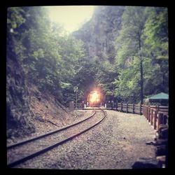 Railroad tracks in forest