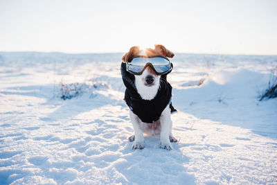 Dog standing on snow land