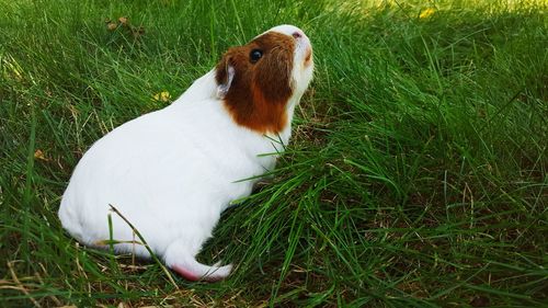 High angle view of guinea pig on field