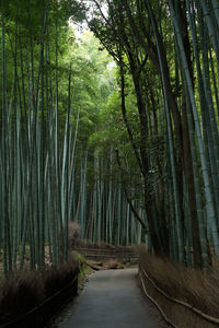 Walkway amidst trees in forest