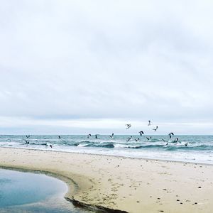 Birds on beach against sky