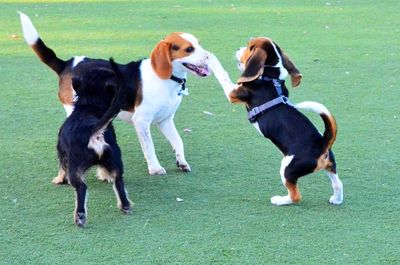 Dog playing on grass