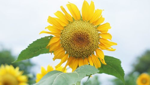 Close-up of sunflower against sky