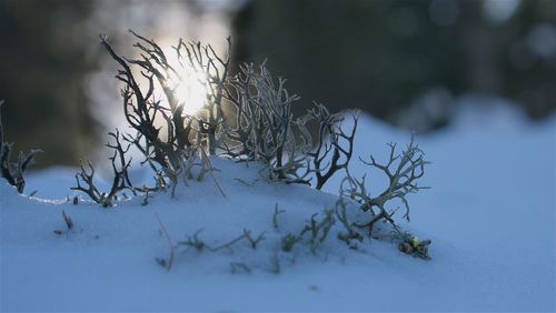 Close-up of snow covered plants on land