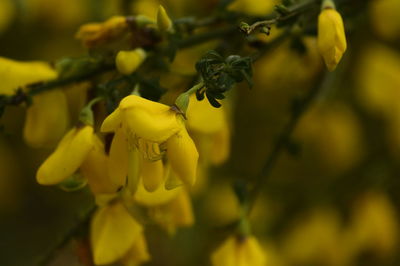 Close-up of insect on yellow flower