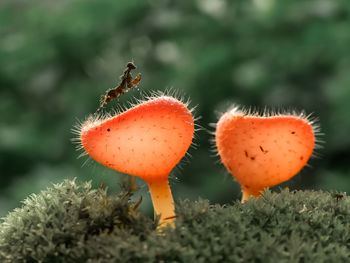 Close-up of fruit