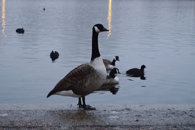 Swans on lake against clear sky