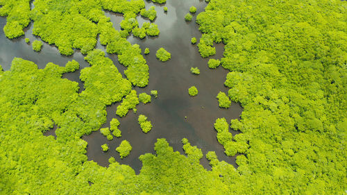 High angle view of leaf floating on water