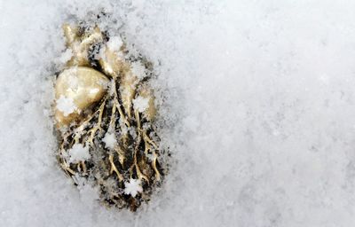 Close-up of frozen tree