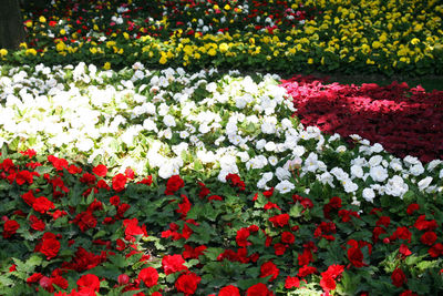 Red flowers blooming in spring