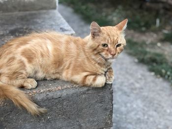 Portrait of a cat lying on footpath