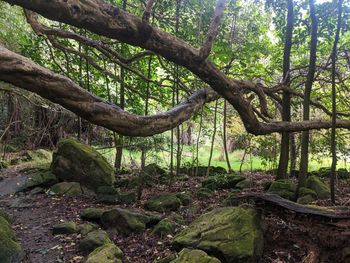 Trees growing in forest