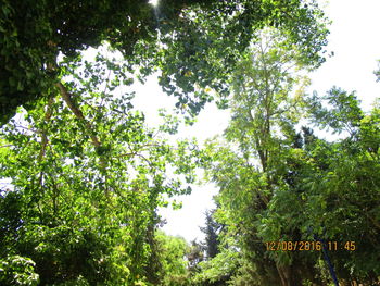 Low angle view of trees against sky on sunny day