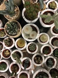 High angle view of potted plants for sale at market