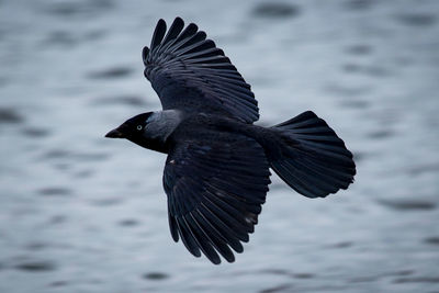 Close-up of bird flying over lake