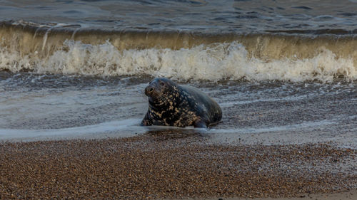 View of crab on beach