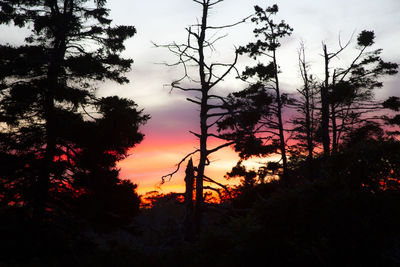 Silhouette of trees at sunset