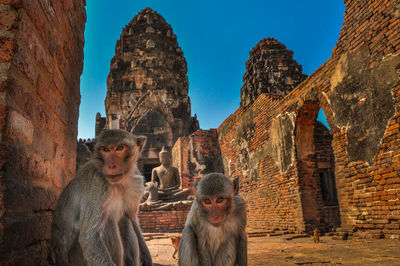 Monkeys in ancient temple