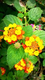 Close-up of yellow flower