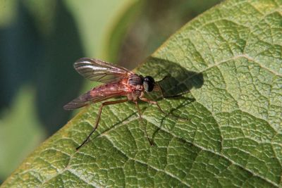 Close-up of insect on leaf