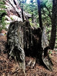 Close-up of tree stump in forest