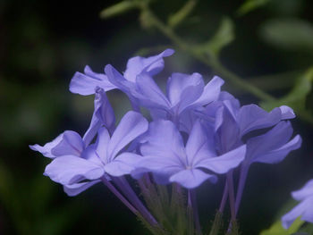 Close-up of purple flowers blooming