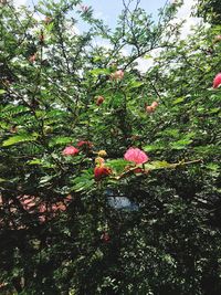 Pink flowers on branch of tree