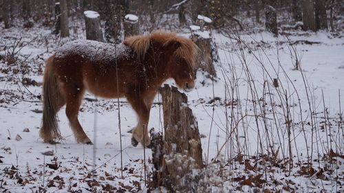 Brown pony in winter